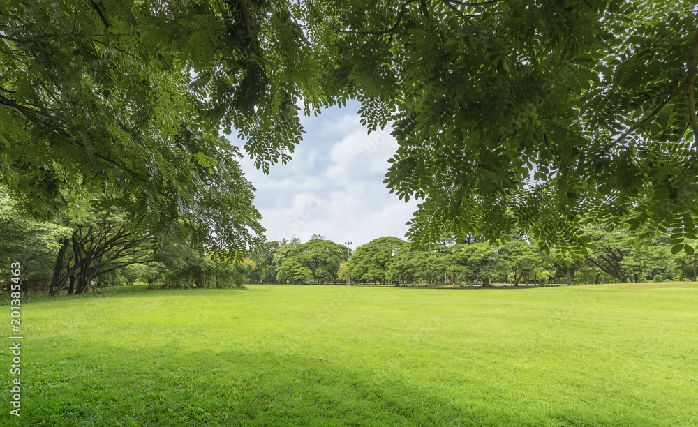 Naklejka premium Green grass green trees in beautiful park white Cloud blue sky in noon.