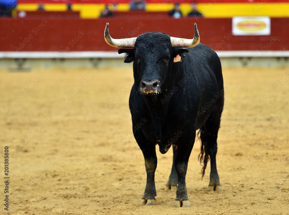 toro español en plaza de toros toro español en plaza de toros