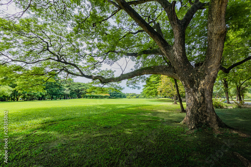 old big tree in the park of city.