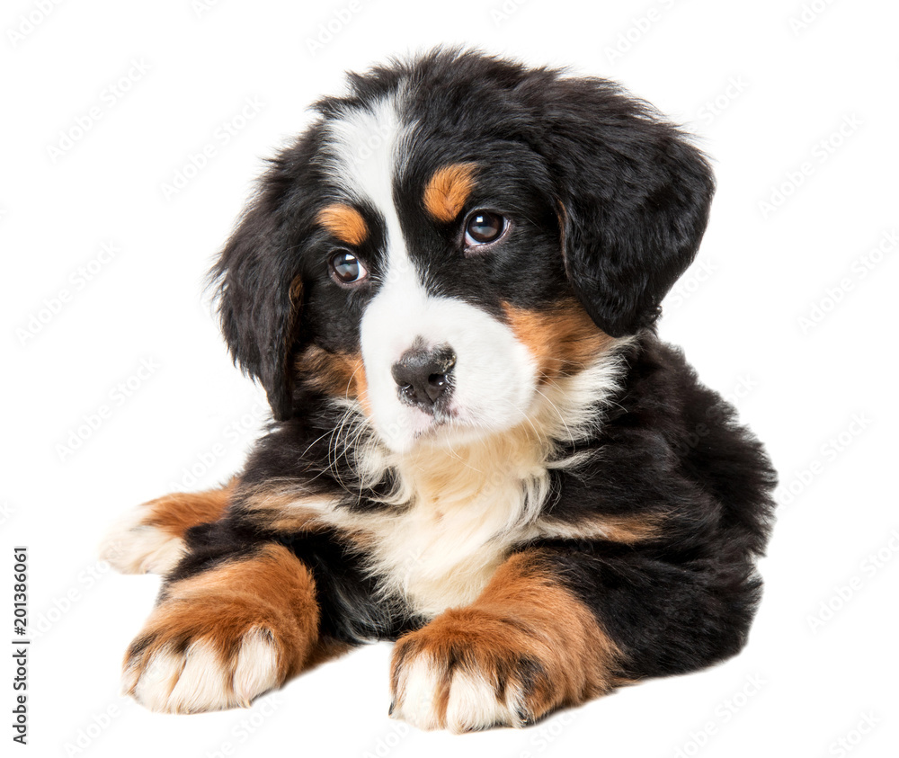 bernese mountain dog puppy isolated on white background 