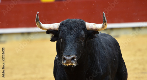 toro español en plaza de toros