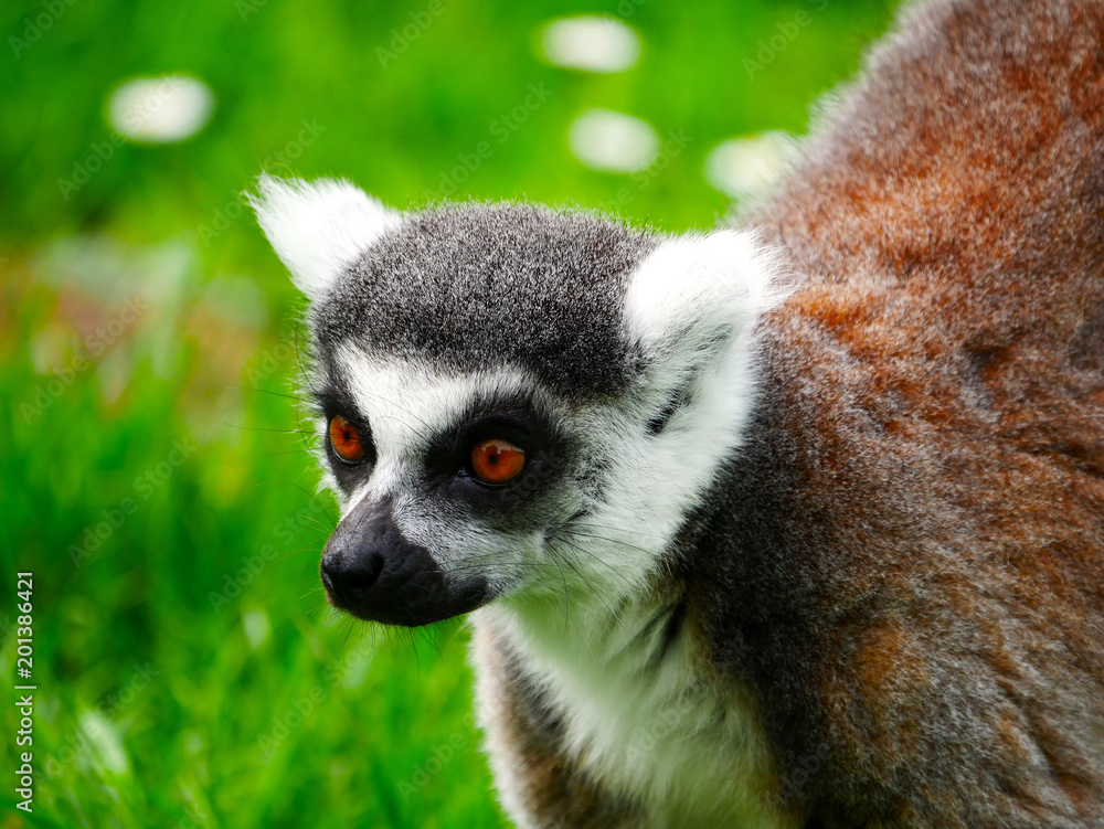 Obraz premium Maki Catta