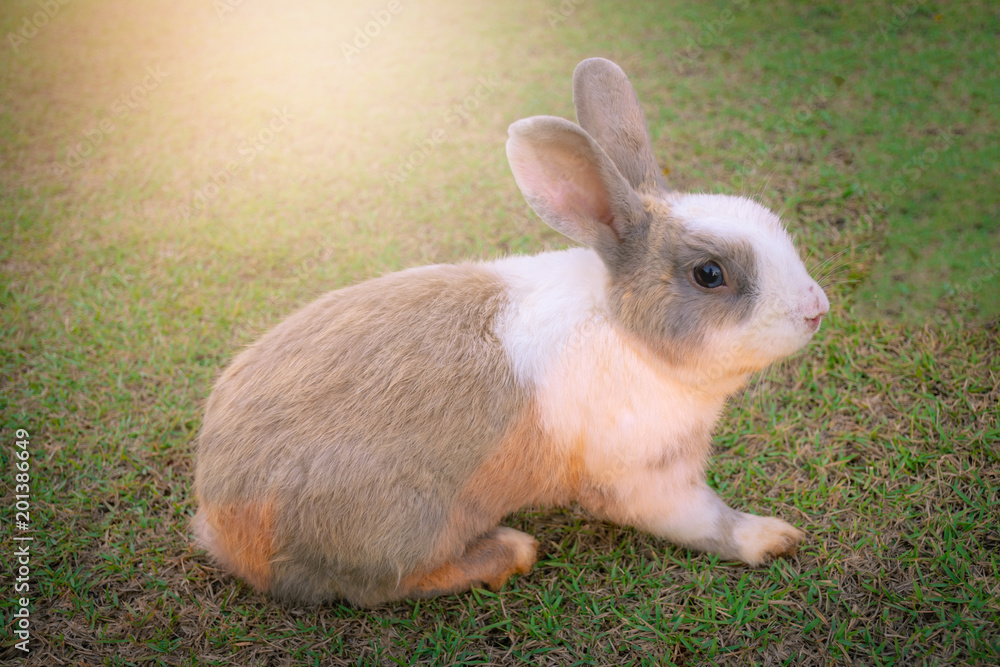 Fototapeta premium Little rabbit on green grass.