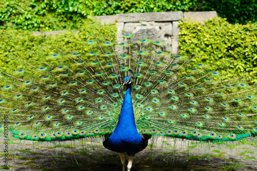 Beautiful peacock displaying itself on a beautiful sunny day. The peacock has the scientific name of Pavo cristatus. It is a native bird of the Indian subcontinent, being the national bird of India.