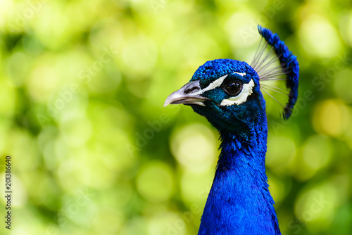 Beautiful peacock displaying itself on a beautiful sunny day. The peacock has the scientific name of Pavo cristatus. It is a native bird of the Indian subcontinent, being the national bird of India.