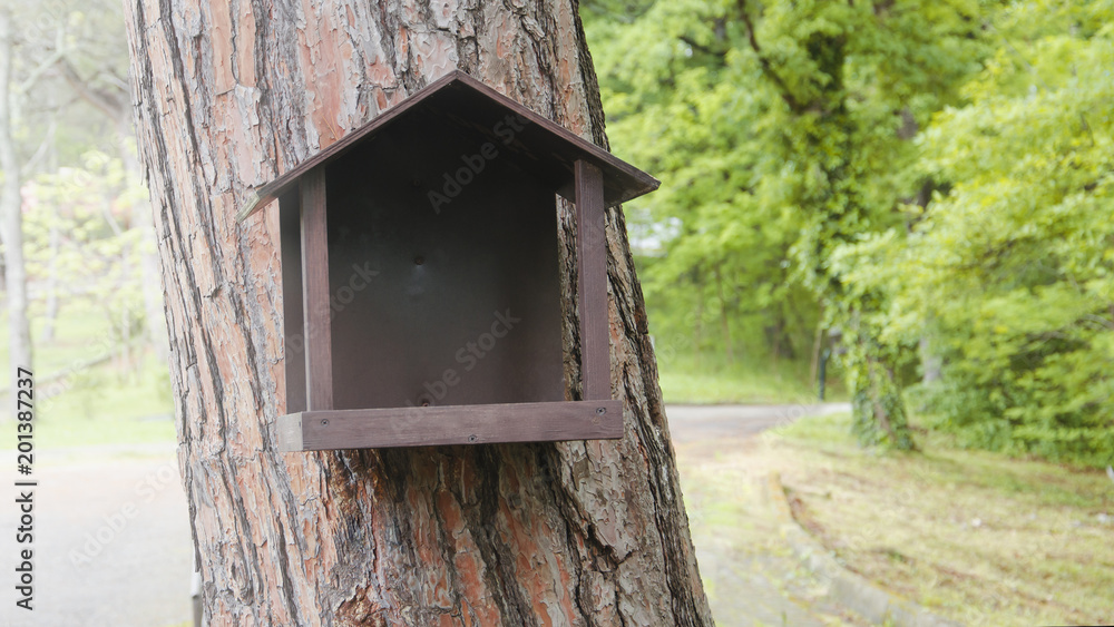 feeder for squirrels in the pine tree in summer