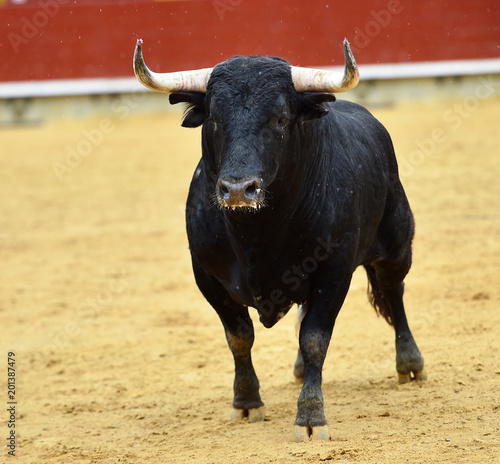 toro español en plaza de toros