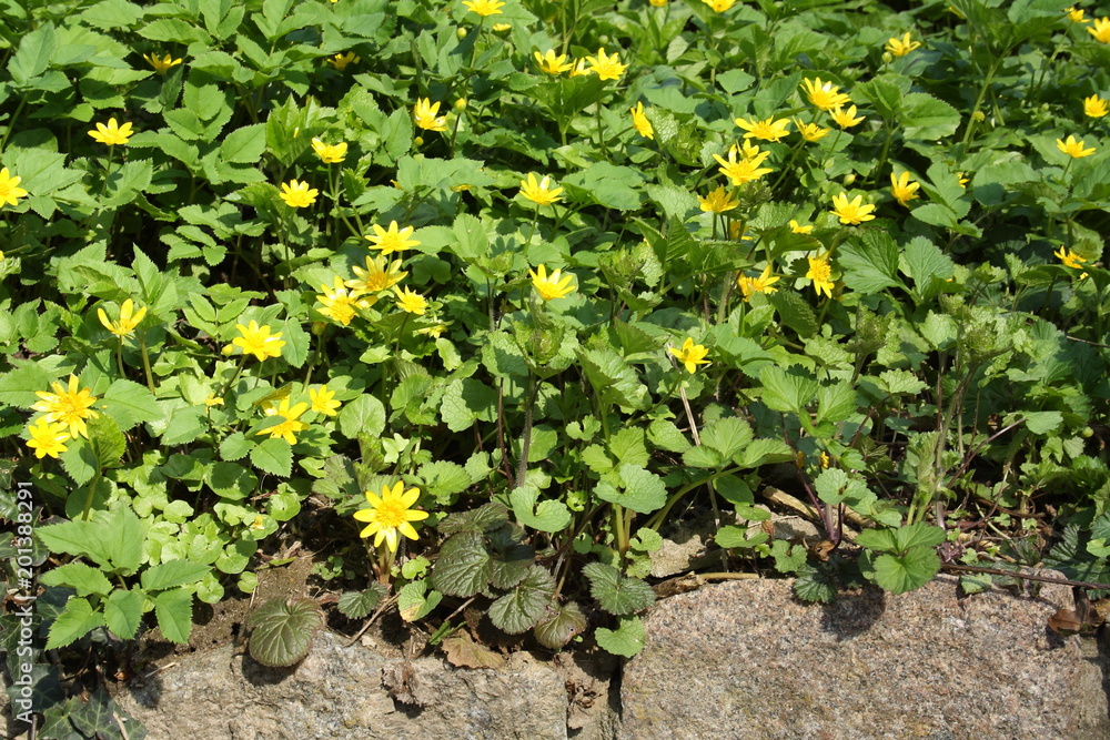 Obraz premium Mauerbluemchen