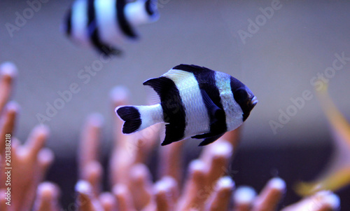 Four Stripe Damselfish - (Dascyllus melanurus) photo