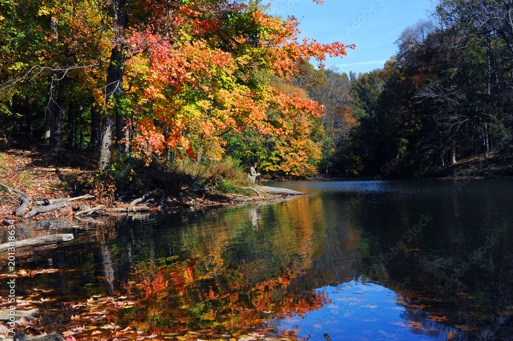 Fototapeta premium Alone Time of Poplar Tree Lake