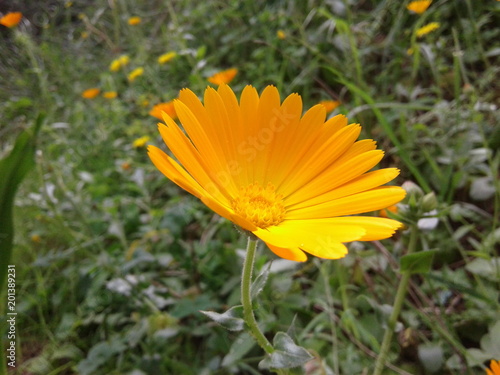 Euryops pectinatus