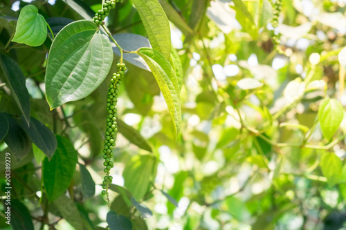 Fresh long green pepper (Piper nigrum Linn) on tree in nature with copy spcae photo