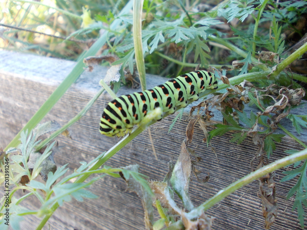 Caterpillar