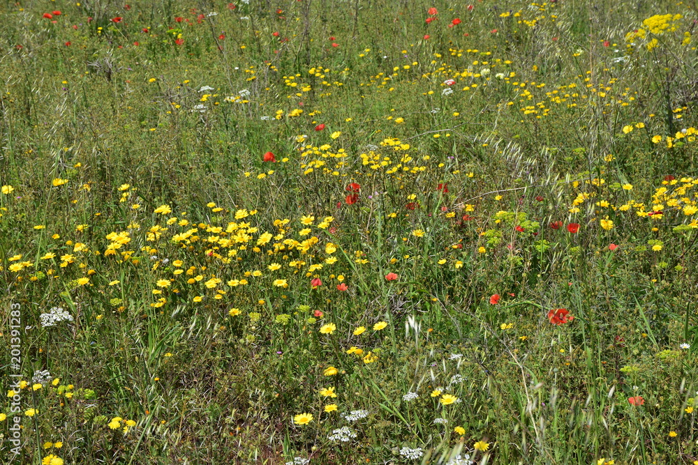 Wild flowers of the countryside in bloom in April.