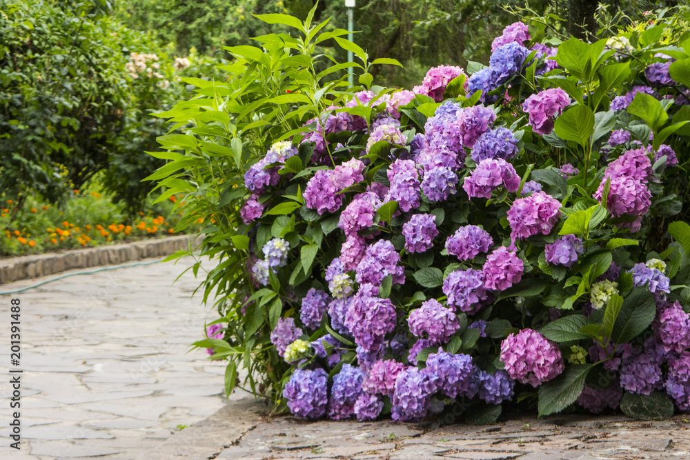 Beautiful bush with purple and pink inflorescences Beautiful bush with purple and pink inflorescences