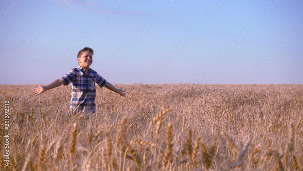 boy running on golden wheat field, slow motion boy running on golden wheat field, slow motion