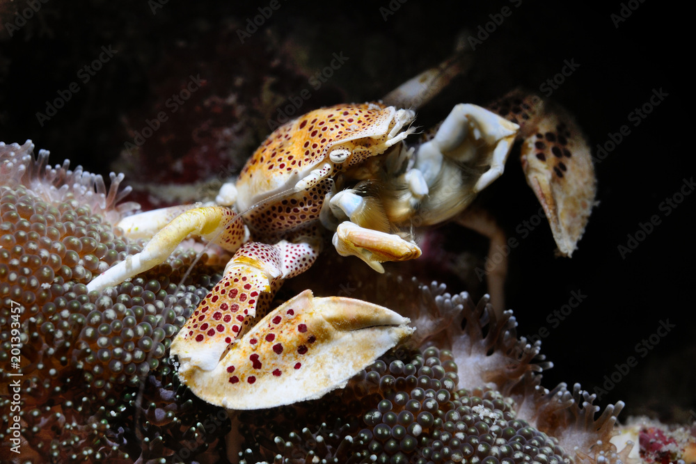 Porcelain crab / Oshimae porcelain crab is sitting in anemone, Panglao, Philippines Porcelain crab / Oshimae porcelain crab is sitting in anemone, Panglao, Philippines