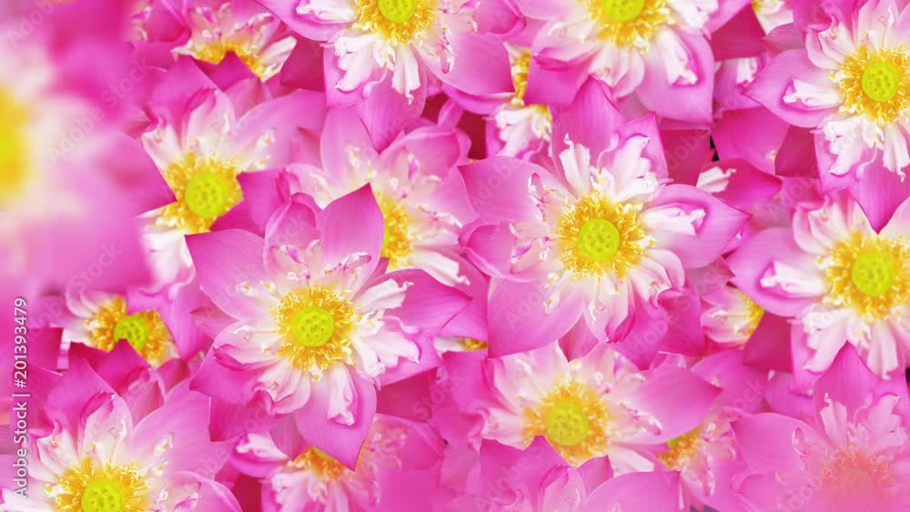 Animation flying water lily, seamless looping background. Animation flying water lily, seamless looping background.