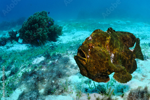 Angry frogfish