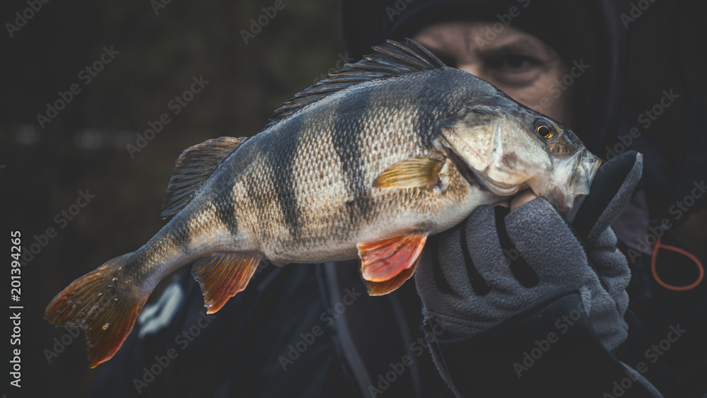 Obraz premium Fisherman holding a fish in his hand