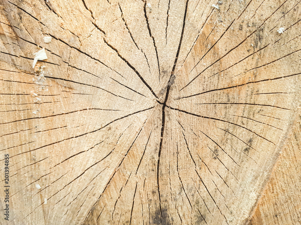 Naklejka premium macro cut wood texture, beech background