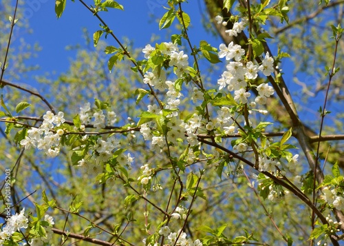 Baum in Blüte - Weiße Baumblüten vor Himmelblau