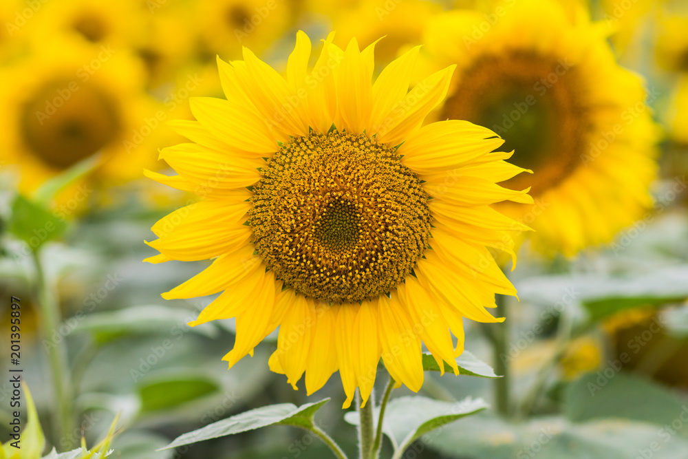 Beautiful sunflower field Beautiful sunflower field