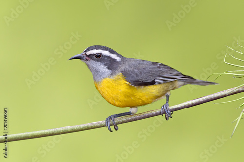 A beautiful tropical bananaquit (Coereba flaveola) sitting on a branch