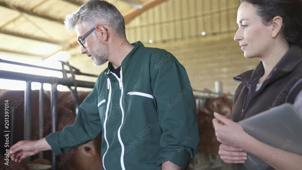 Farmer with veterinary in cow shed connected with digital tablet Farmer with veterinary in cow shed connected with digital tablet