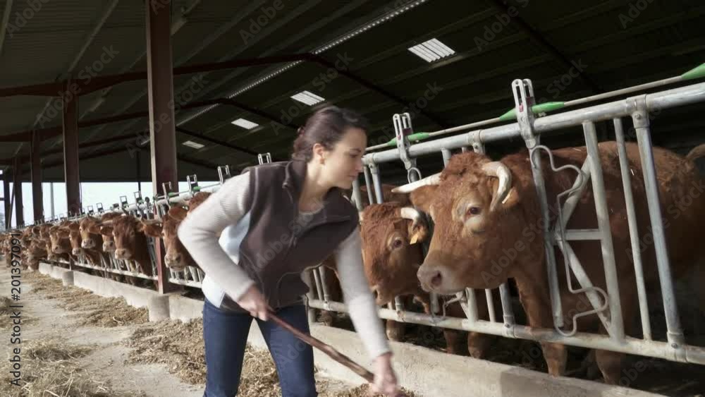Stock breeder feeding cows in barn Stock breeder feeding cows in barn