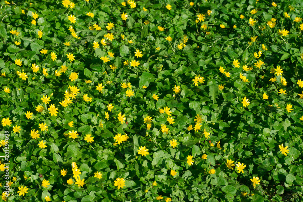yellow buttercups flowers on meadow in park