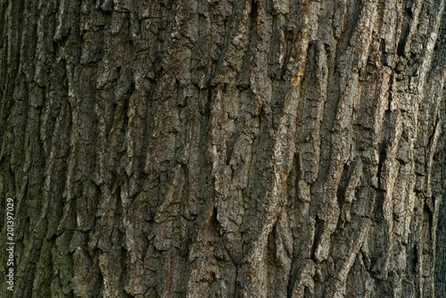 old oak texture background