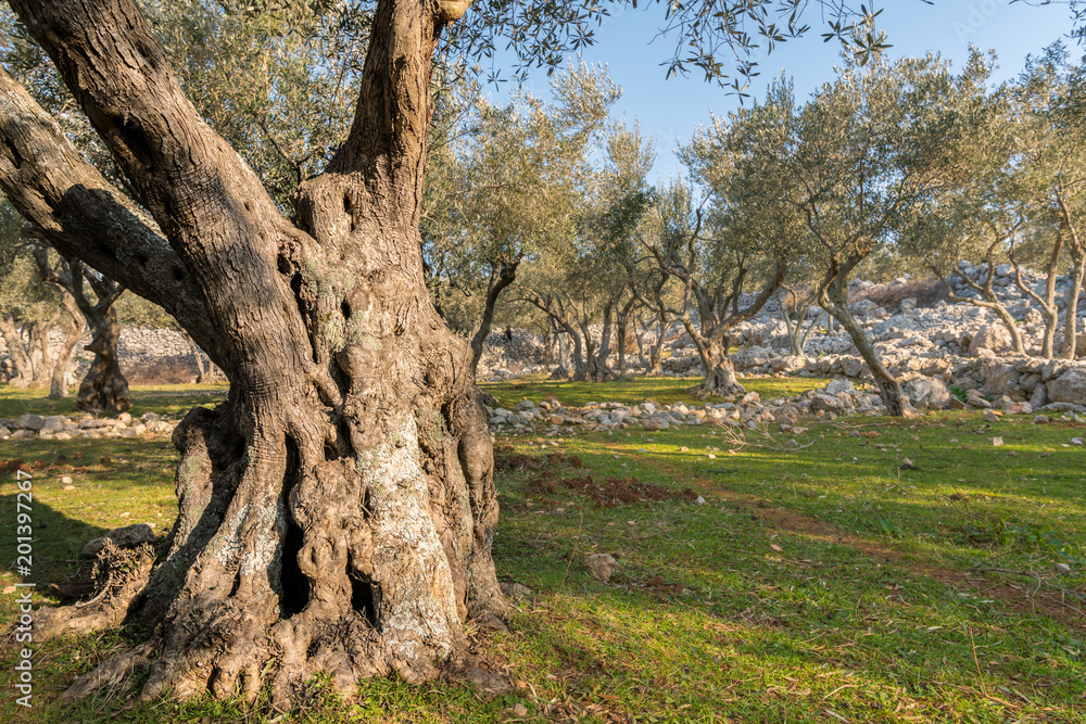 Olive grove and stone walls near the city of Cres Olive grove and stone walls near the city of Cres