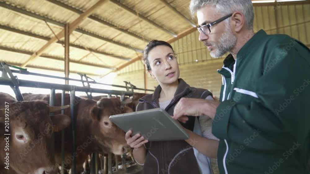 Farmer with veterinary in cow shed connected with digital tablet Farmer with veterinary in cow shed connected with digital tablet