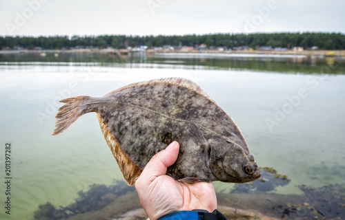 Fotografie, Obraz Flounder trophy fish