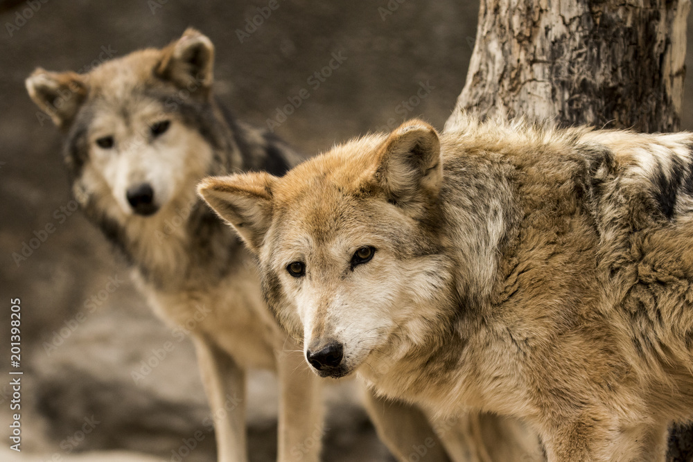 Mexican Grey Wolves