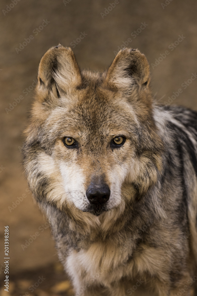 Fototapeta premium Mexican Grey Wolf 2