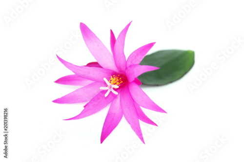 Closeup on pink Rhipsalidopsis cactus flower on white background