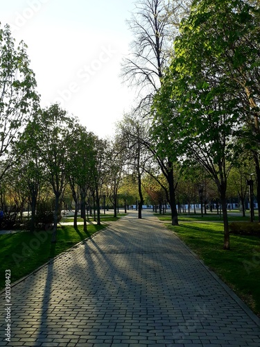 Fototapeta Naklejka Na Ścianę i Meble -  Dwarf ornamental trees in the park. Alley, on which people walk.