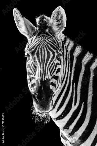 Zebra Closeup II
