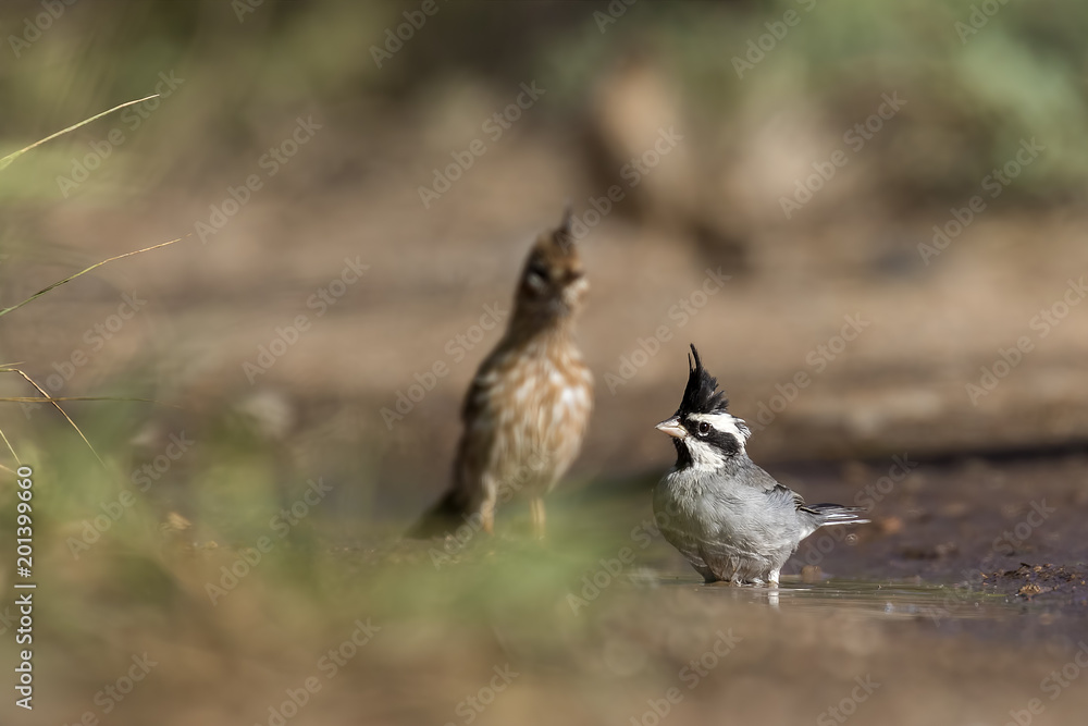 Obraz premium Black-crested Finch (Lophospingus pusillus) taking a bath on a pond in the chaco region of South America