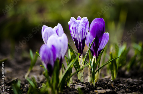 Crocus spring violet flower. Flowering violet Crocus in Early Spring.
