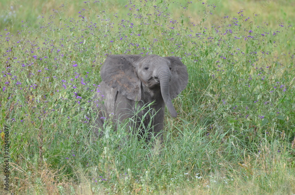 elephanteau3 elephanteau3