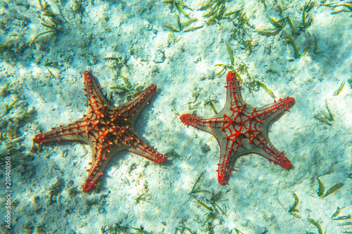Underwater photography. Red knobbed sea star. Zanzibar, Tanzania. photo