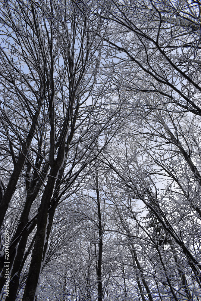 snow on tree branches snow on tree branches