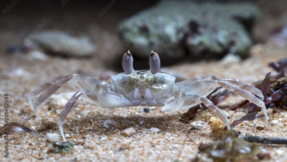 small crab on the beach small crab on the beach