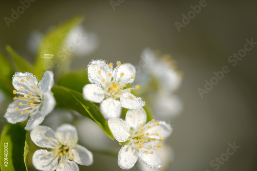 beautiful cherry blossom in spring garden in morning dew