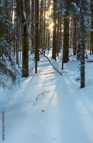 Sunrise winter mountain old fir forest