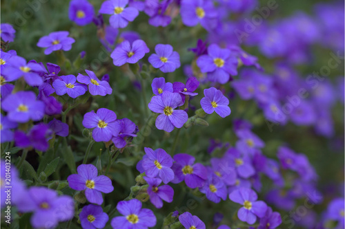 Blaukissen beim Blühen © MEISTERFOTO