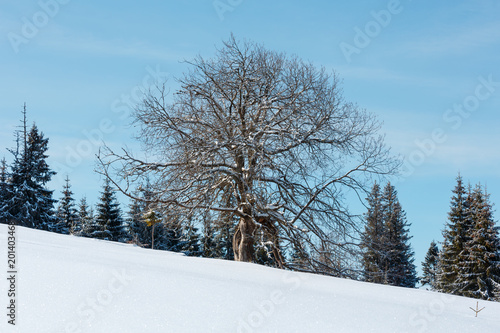 Lone big tree on winter snowy mountain plateau hill slope